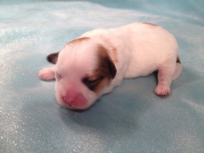 Teddy Bear puppies for sale|Iowa Breeder|Shipping available|Puppy #1